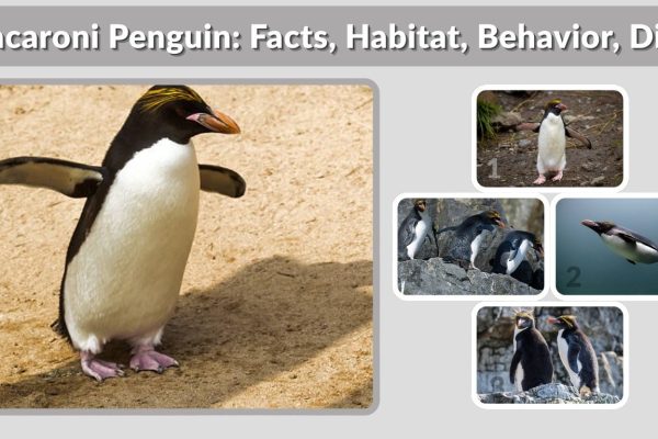 Macaroni Penguin: Facts, Habitat, Behavior, Diet & Lifespan