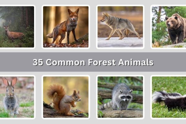 35 Common Forest Animals: Identification With Picture