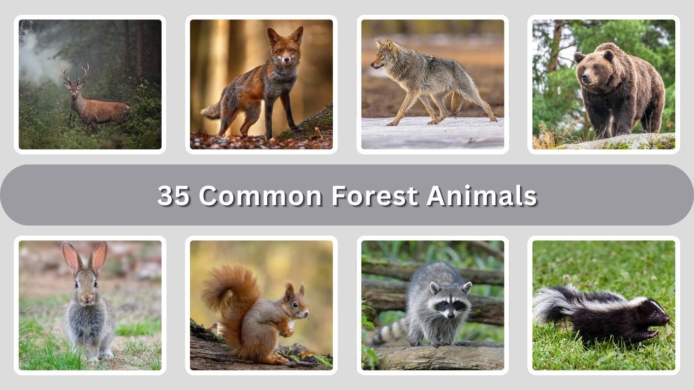 35 Common Forest Animals: Identification With Picture