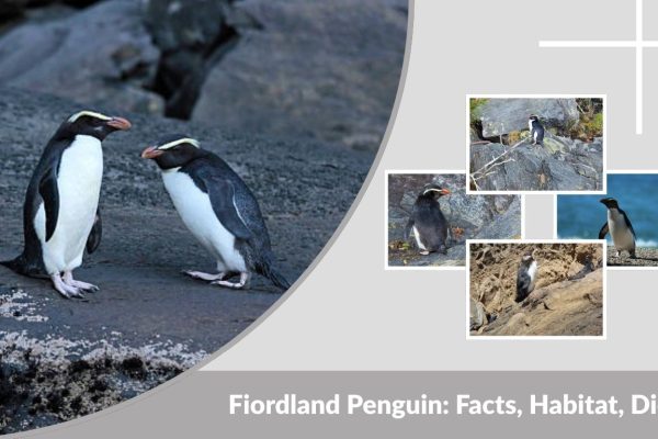 Fiordland Penguin: Facts, Habitat, Diet & Where They Live