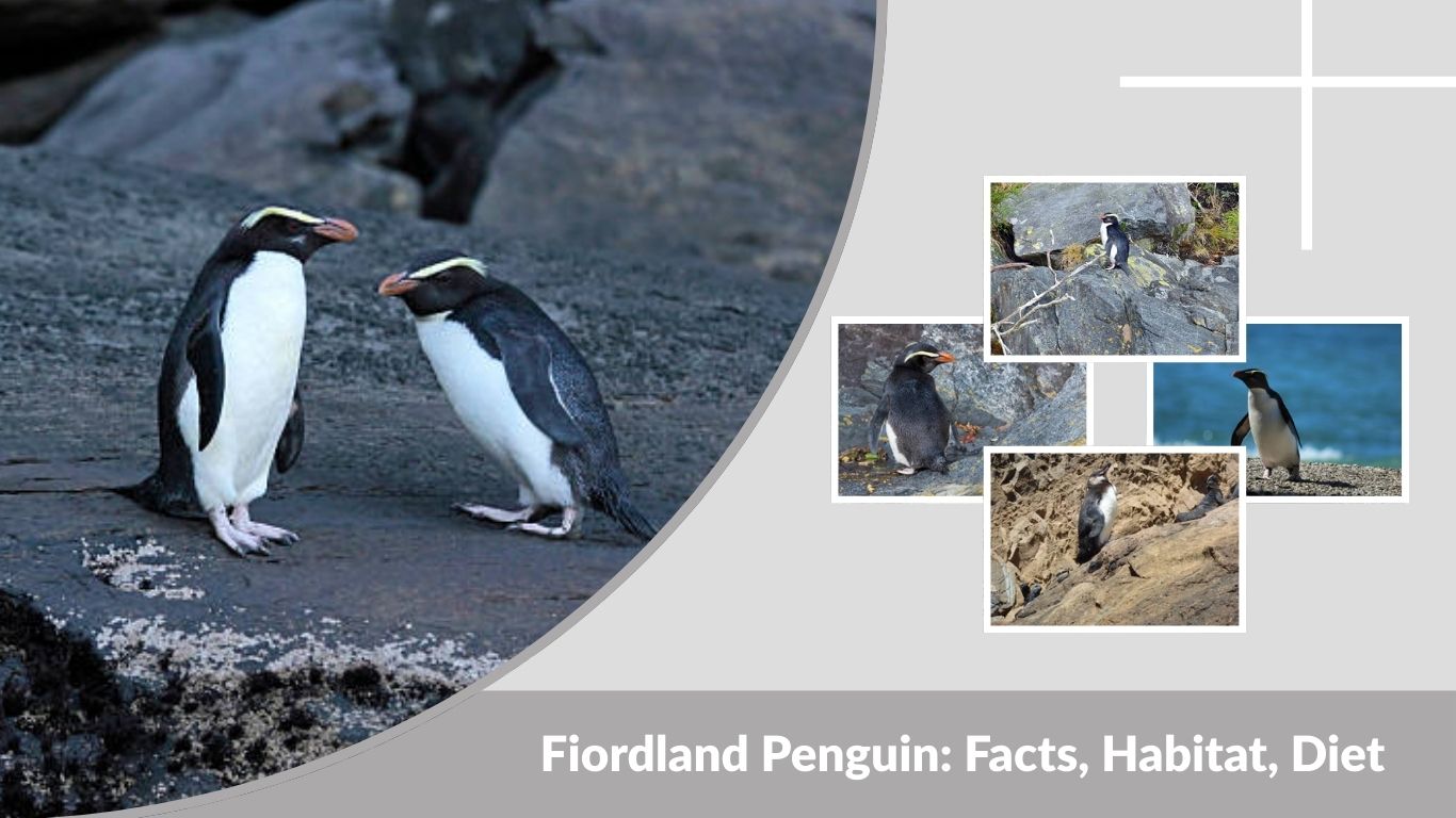 Fiordland Penguin: Facts, Habitat, Diet & Where They Live