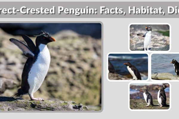 Erect-Crested Penguin: Facts, Habitat, Diet, and Lifespan