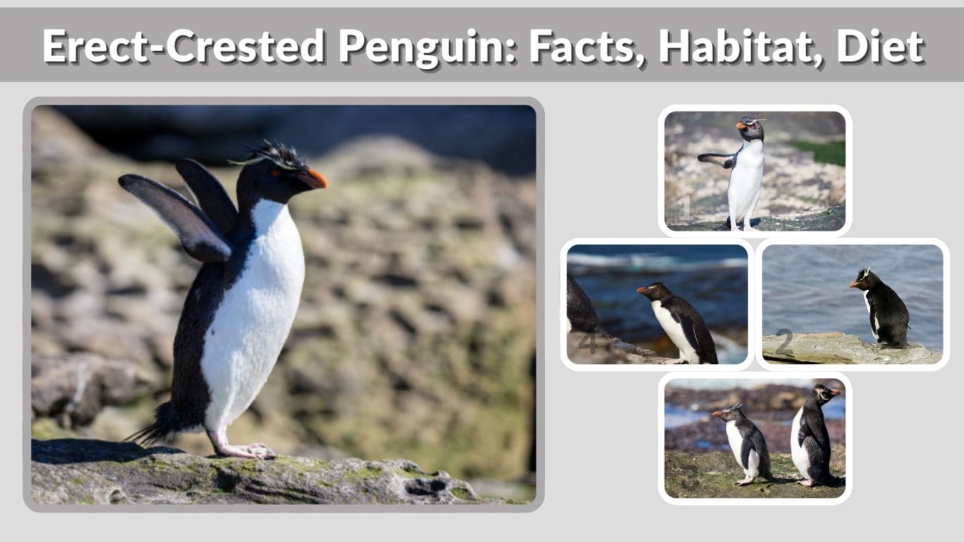Erect-Crested Penguin: Facts, Habitat, Diet, and Lifespan