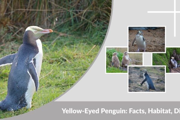 Yellow-Eyed Penguin: Facts, Habitat, Diet, and Where They Live