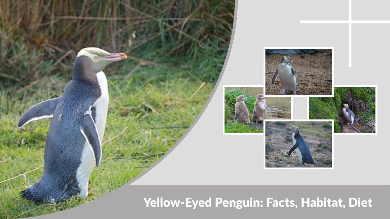 Yellow-Eyed Penguin: Facts, Habitat, Diet, and Where They Live