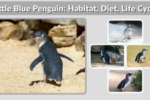 Little Blue Penguin: Habitat, Diet, Life Cycle & Facts