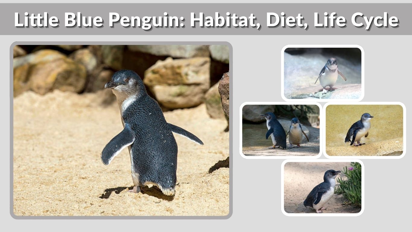 Little Blue Penguin: Habitat, Diet, Life Cycle & Facts