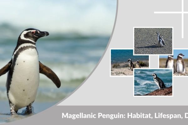 Magellanic Penguin: Habitat, Lifespan, Diet & Facts