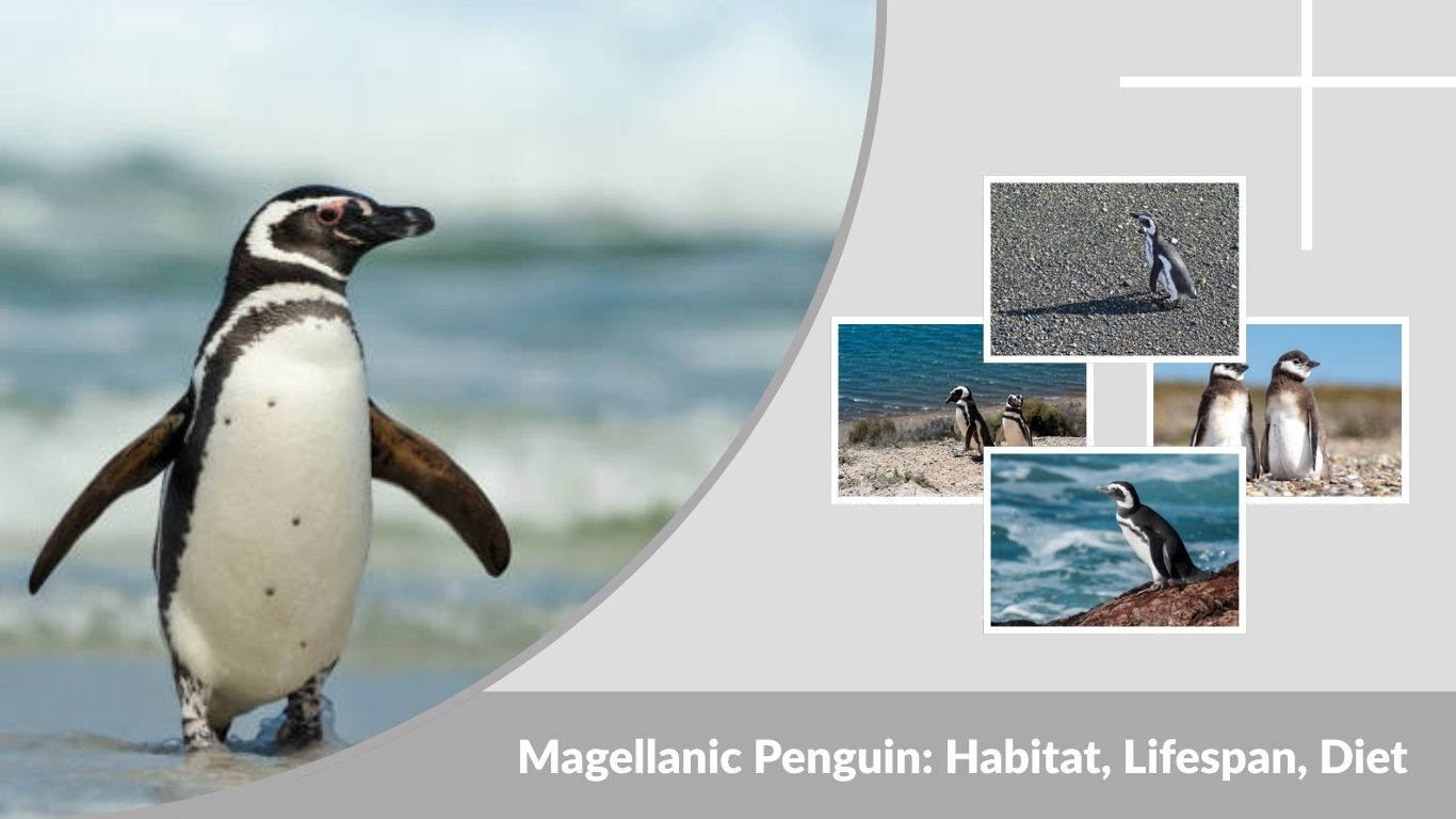 Magellanic Penguin: Habitat, Lifespan, Diet & Facts