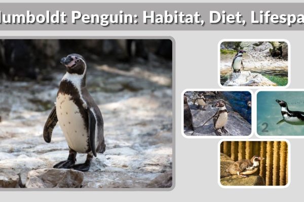 Humboldt Penguin: Habitat, Diet, Lifespan & Facts