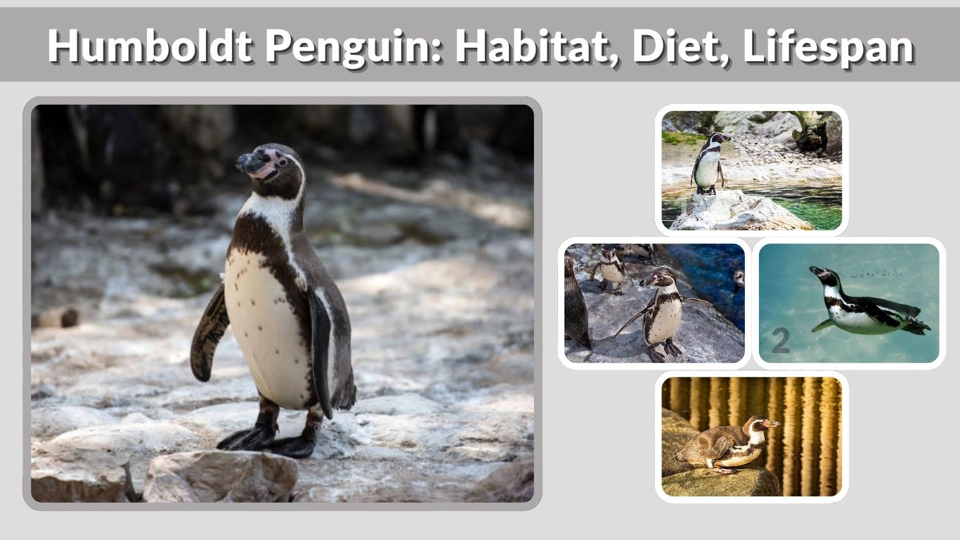 Humboldt Penguin: Habitat, Diet, Lifespan & Facts