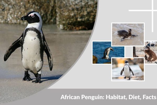 African Penguin: Habitat, Diet, Facts & Endangered Status