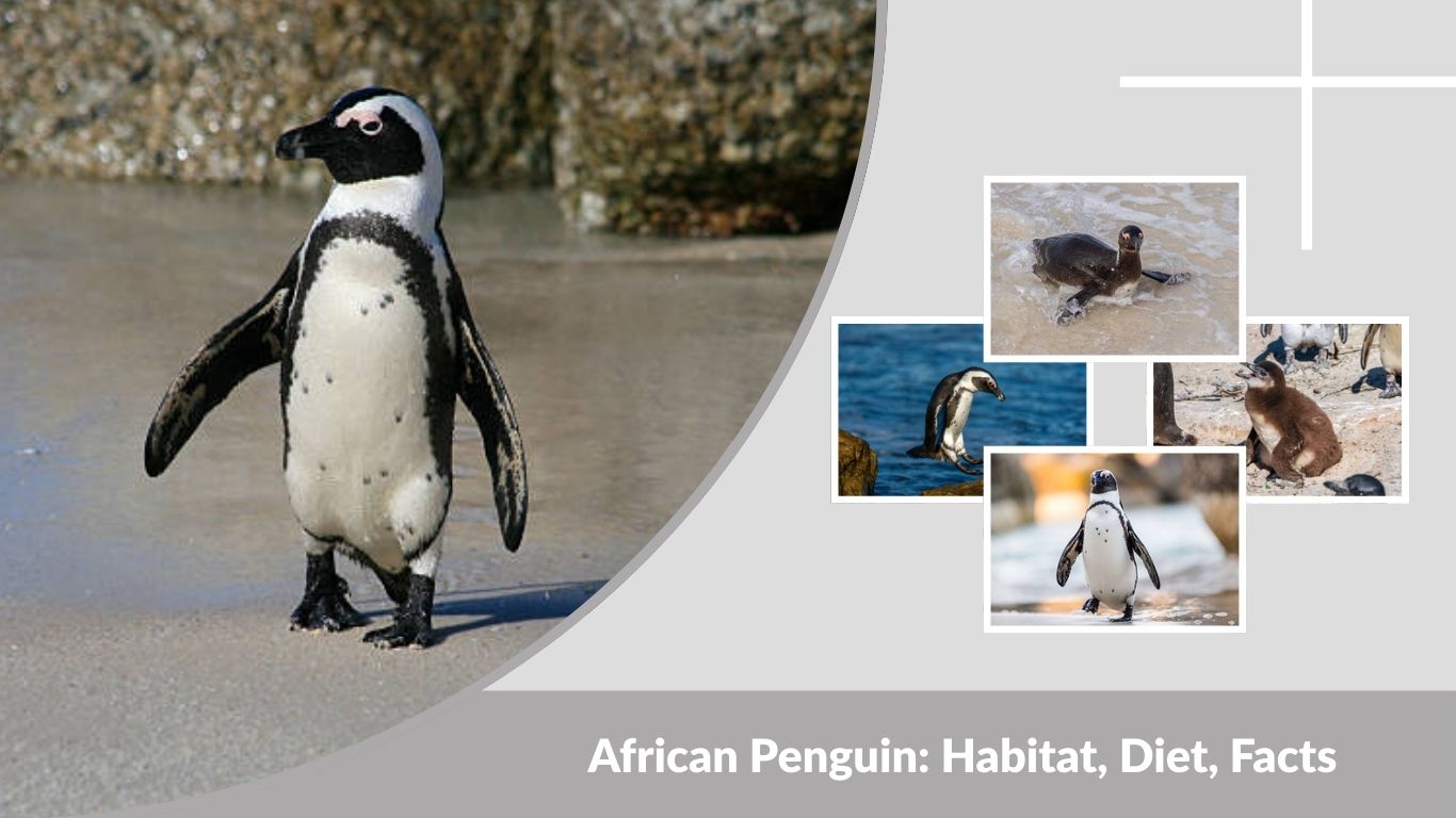 African Penguin: Habitat, Diet, Facts & Endangered Status