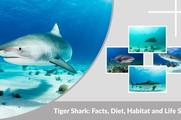 Tiger Shark: Facts, Diet, Habitat and Life Span