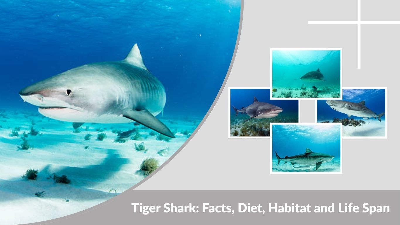 Tiger Shark: Facts, Diet, Habitat and Life Span