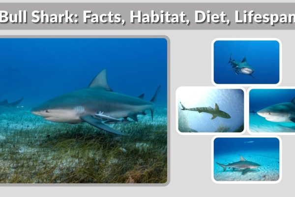 Bull Shark: Facts, Habitat, Diet, Lifespan & River Behavior