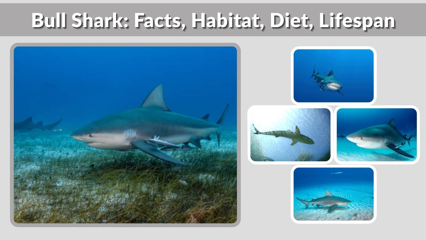 Bull Shark: Facts, Habitat, Diet, Lifespan & River Behavior