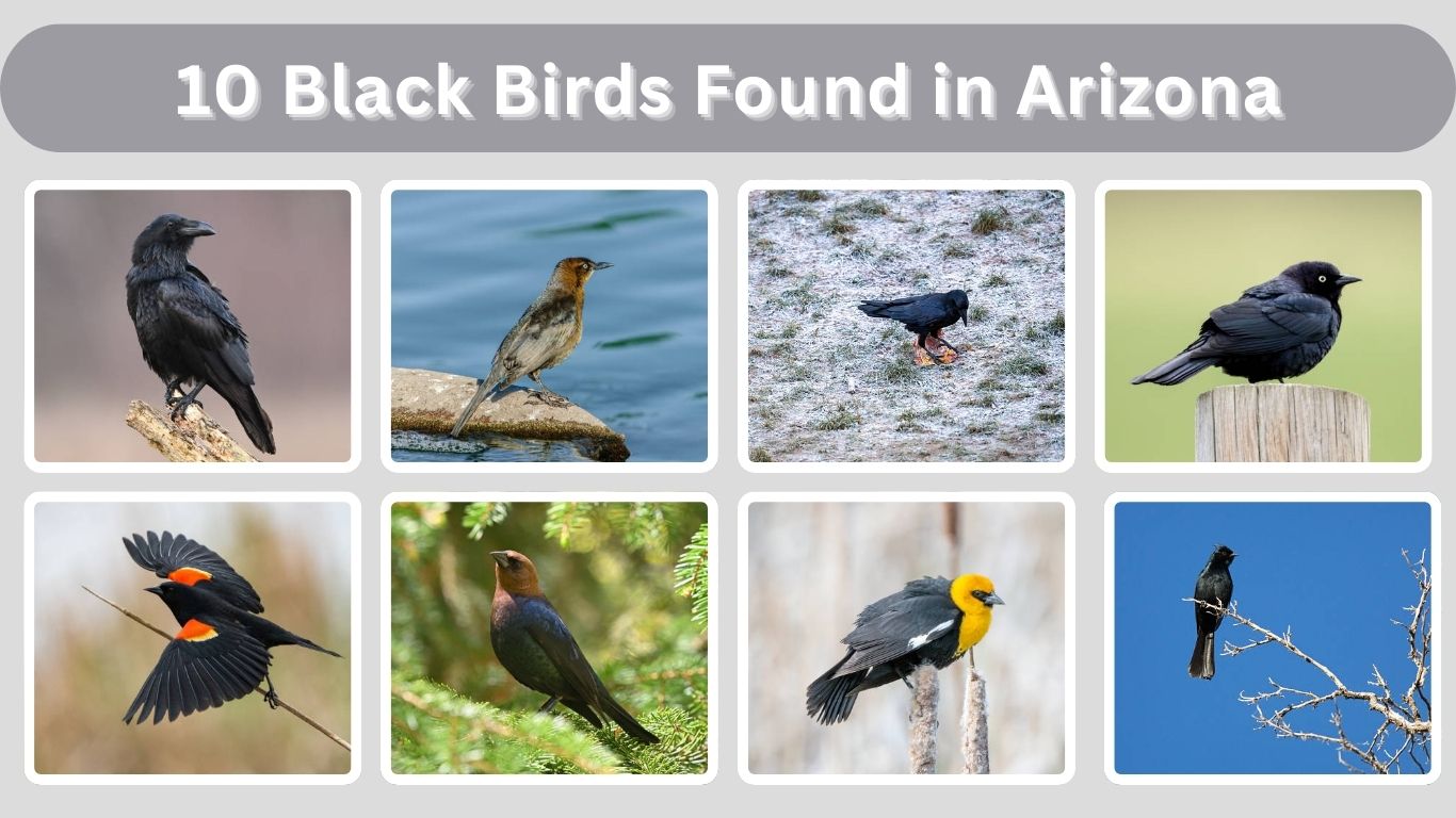 10 Black Birds Found in Arizona: Identification with Pictures 