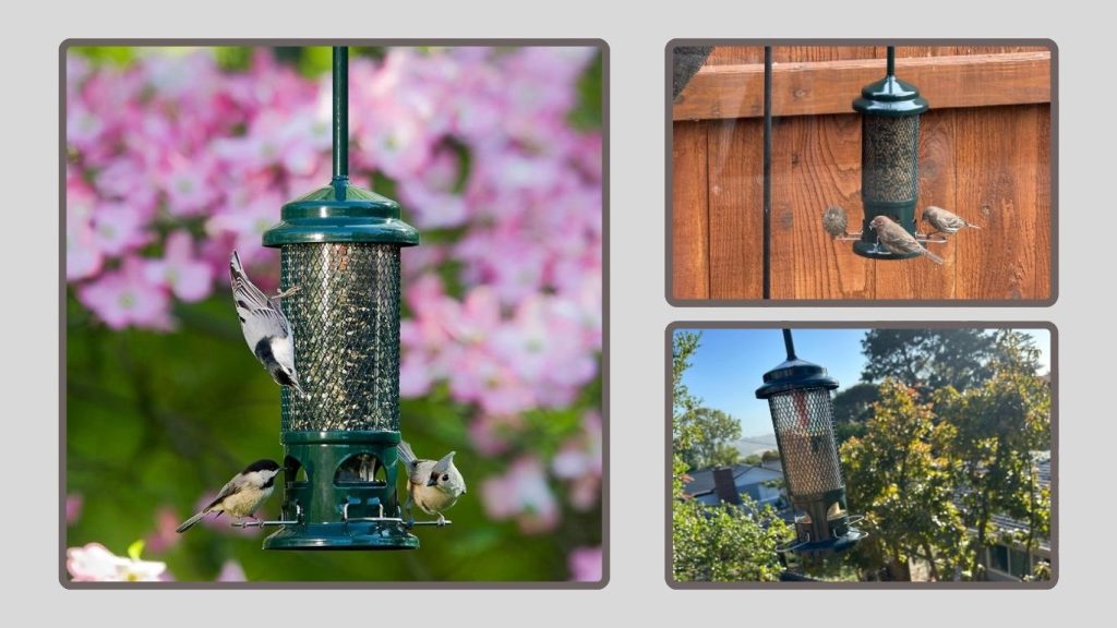 Squirrel Buster Standard Bird Feeder