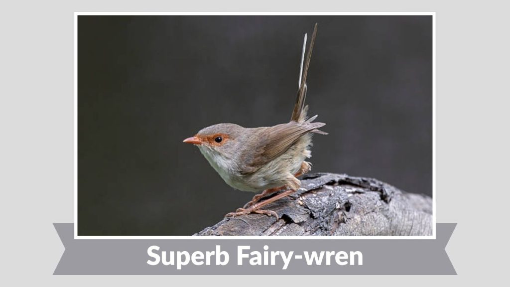 Superb Fairy-wren