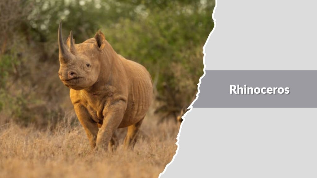 Rhinoceros