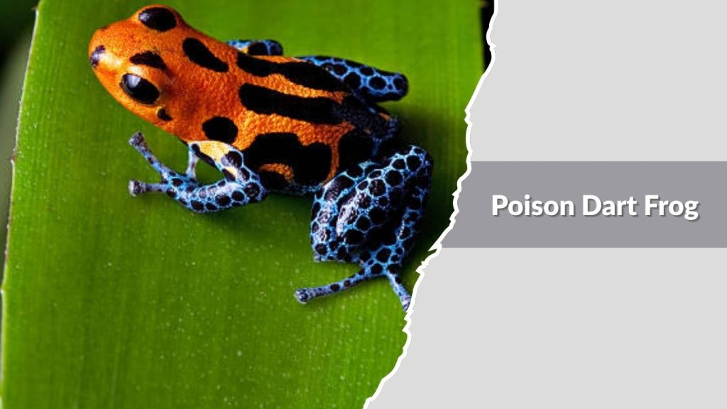 Poison Dart Frog