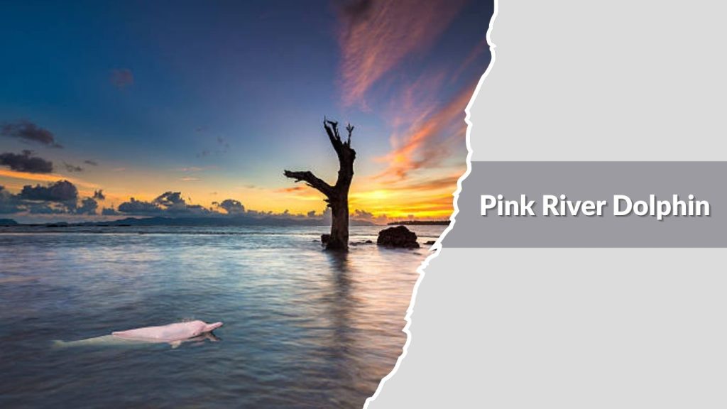Pink River Dolphin