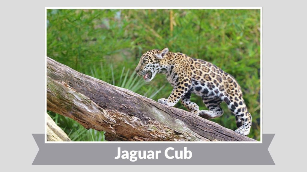 Jaguar Cub