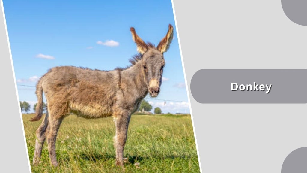 Donkey
