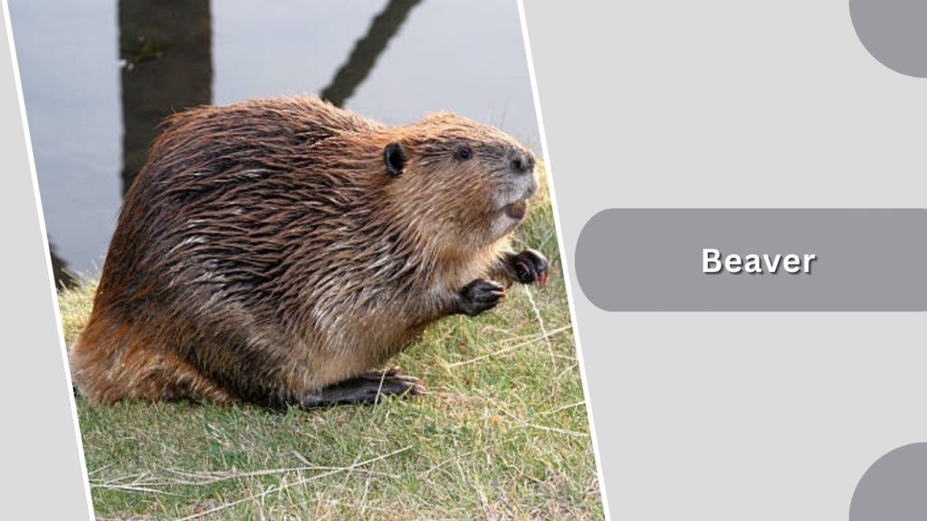 Beaver