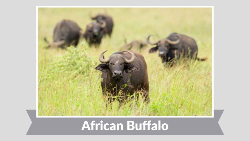 African Buffalo