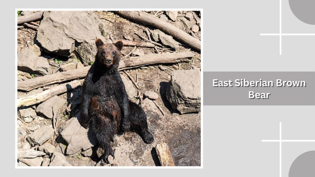 East Siberian Brown Bear