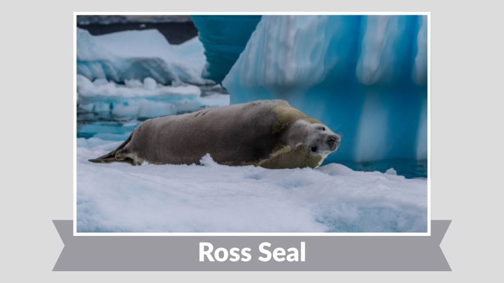 Ross Seal