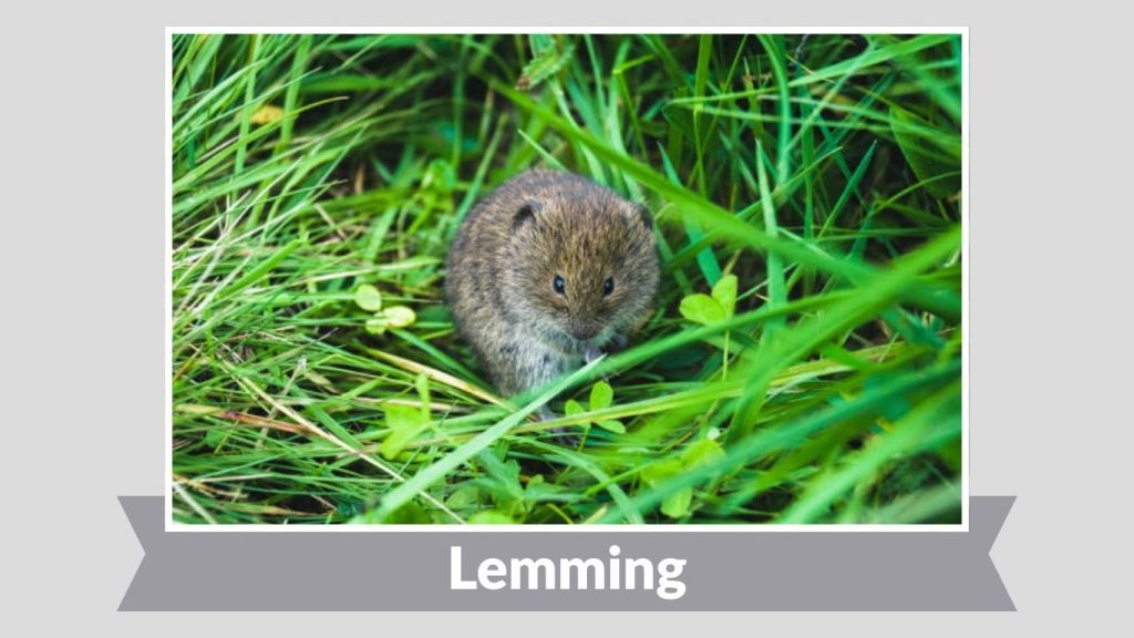 Lemming