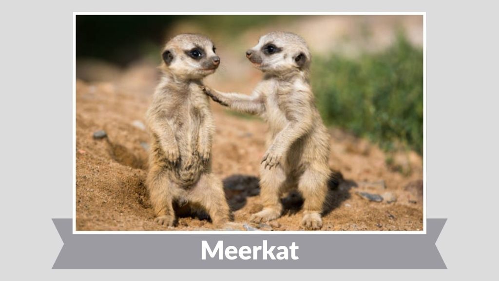 Meerkat