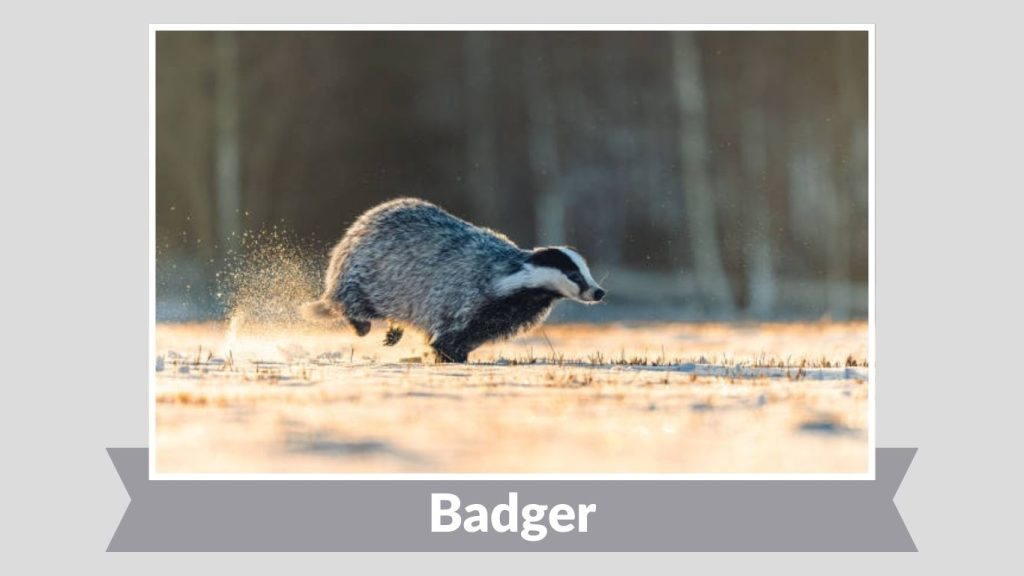 Badger
