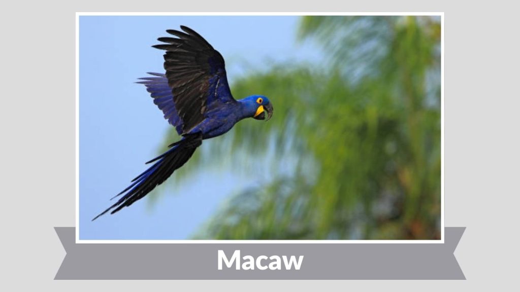 Macaw