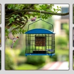 10 Best Bird Feeders for Small Birds Only