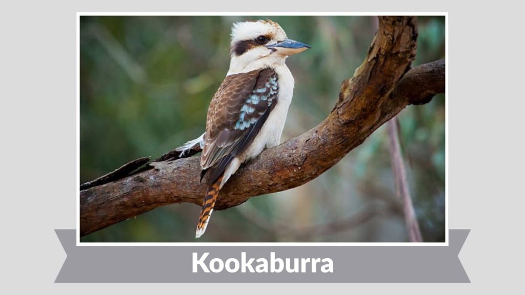 Kookaburra