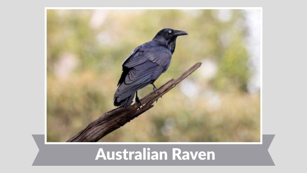  Australian Raven