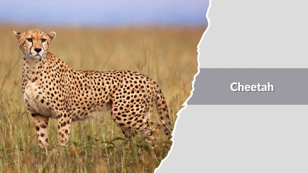 Cheetah