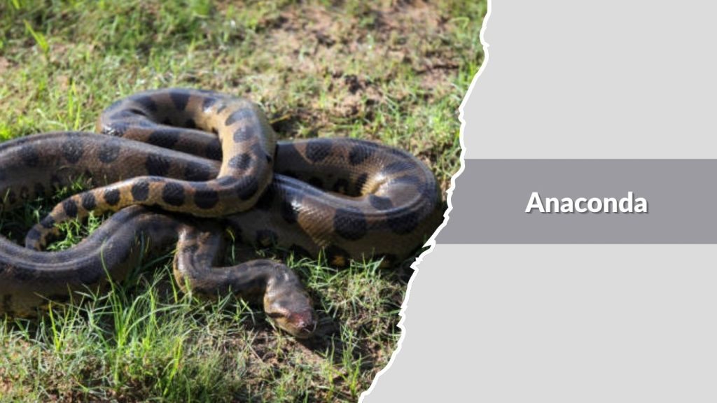 Anaconda