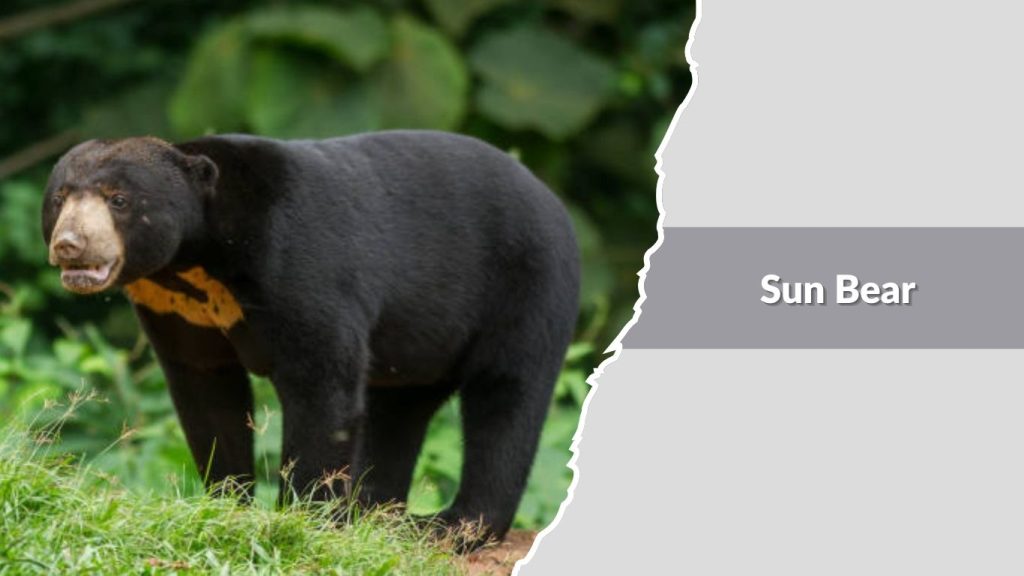  Sun Bear