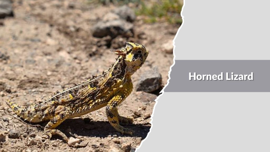 Horned Lizard