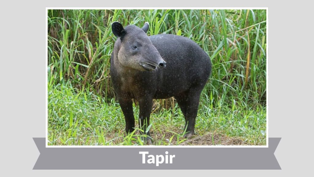 Tapir