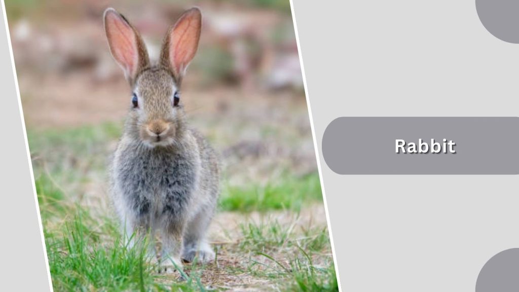  Rabbit