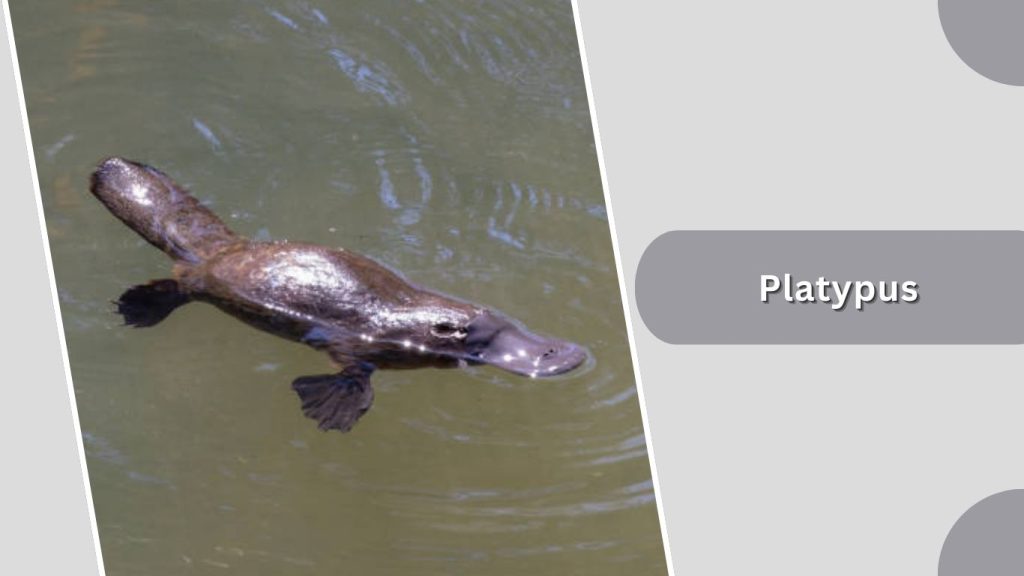 Platypus