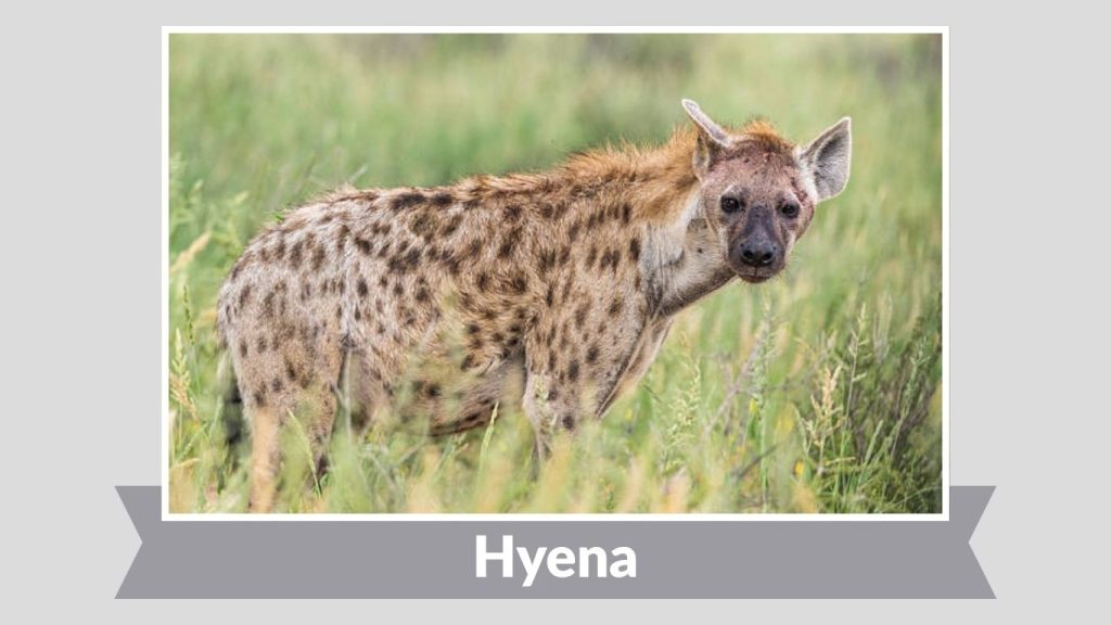 Hyena