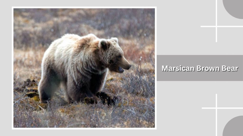 Marsican Brown Bear