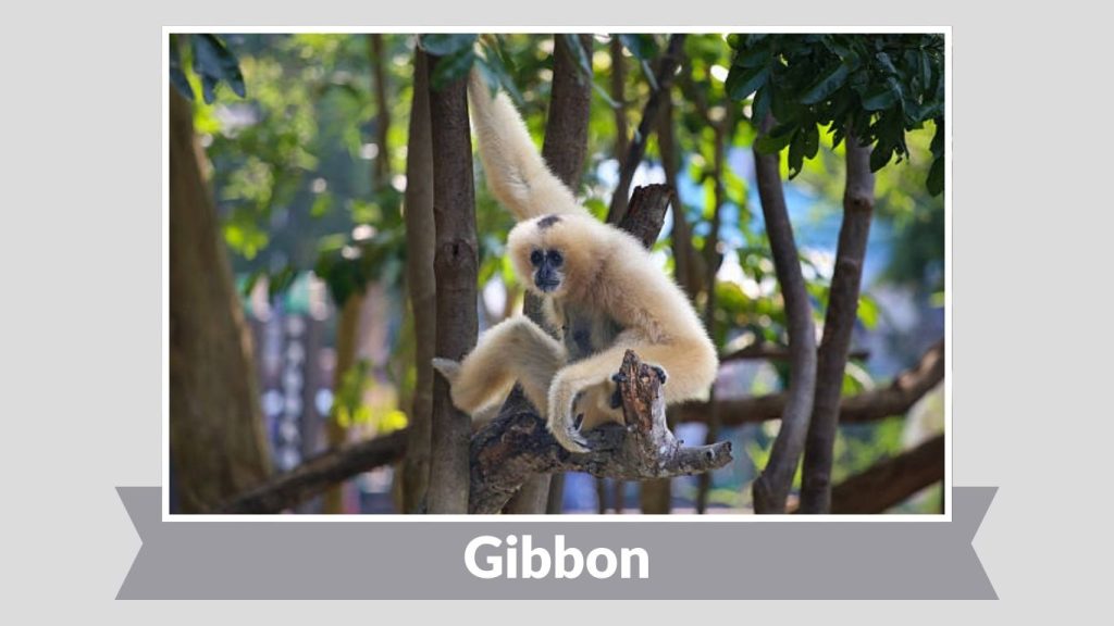 Gibbon